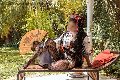 Foto Diana Ferraz Annunci Transescort Firenze 3271287566 - 59