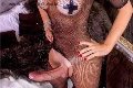 Foto Hot Ale Cavallona Annunci Transescort Legnano 3508935739 - 7