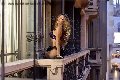 Foto Rayca Annunci Trans San Gallo 3485638746 - 256